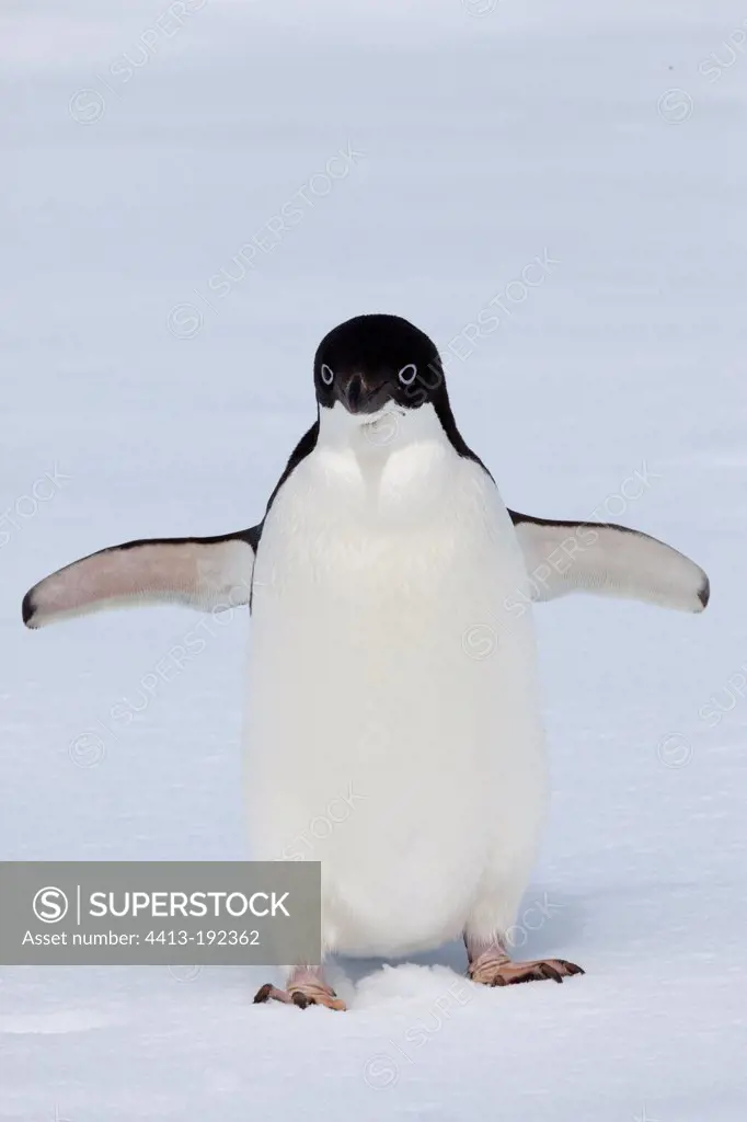 Immature Adelie penguin on ice Adélie LandAntarctica