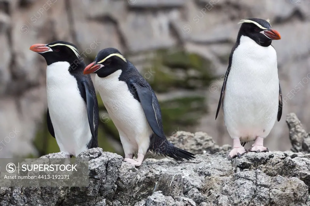 Snares Penguins on rocks Snares Islands New Zealand