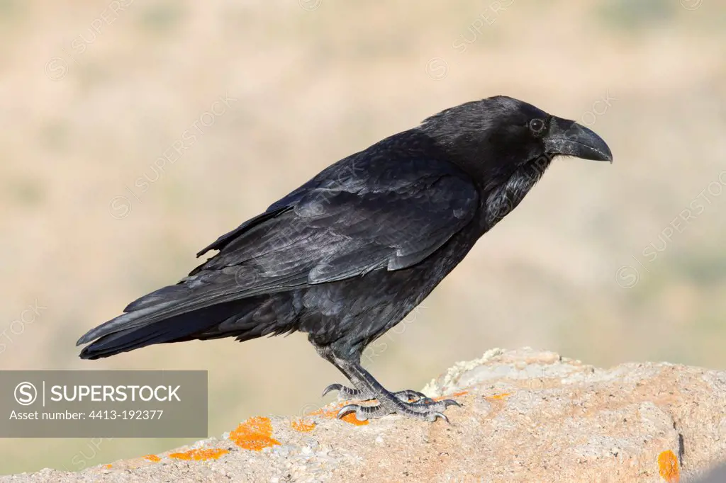 Nothern Raven on a rock in the sun Canary Islands