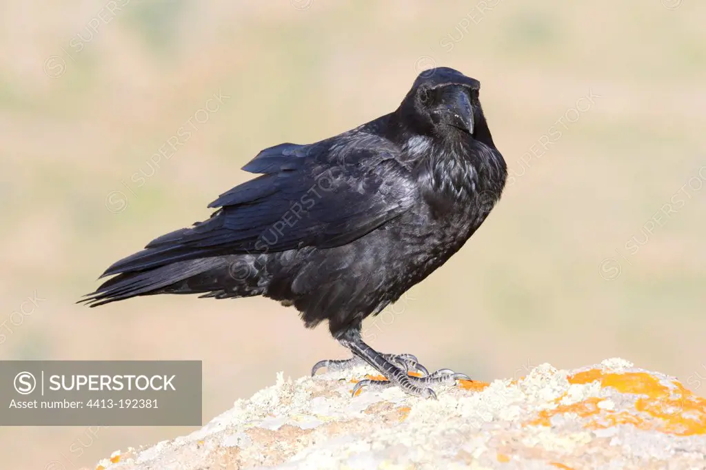 Nothern Raven on a rock in the sun Canary Islands