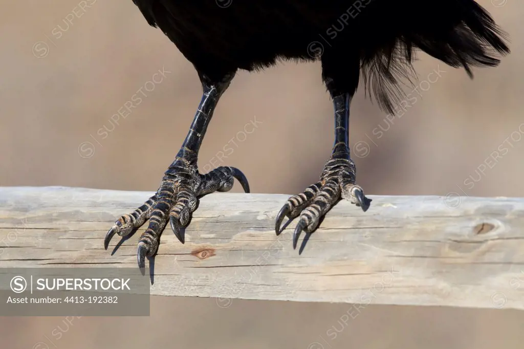 Close up of the paws of a Nothern Raven Fuerteventura island