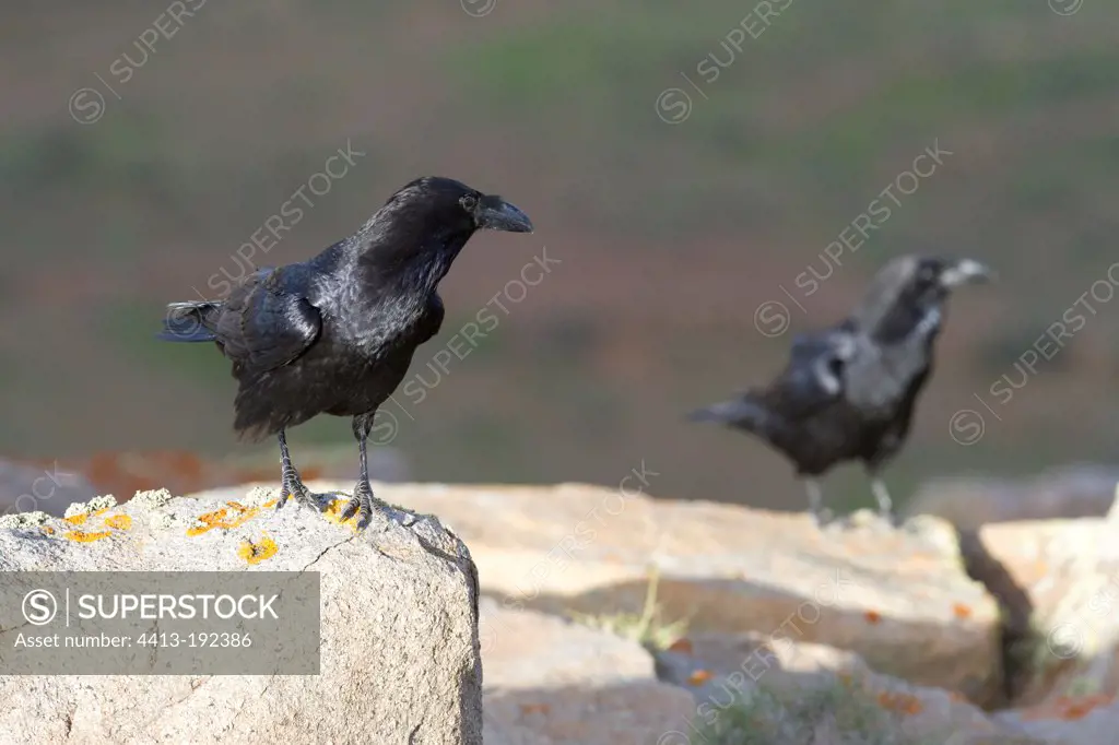 Nothern Ravens on a rock Fuerteventura island