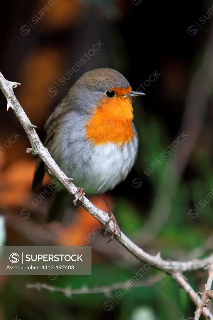 Familiar robin on a branch in spring