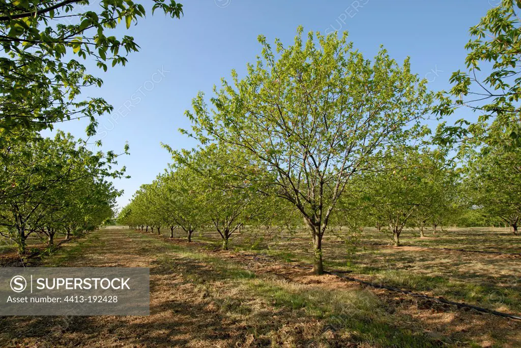 Chestnut orchard attacked by Cynips in Drôme