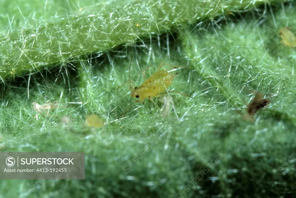 Green peach aphids on an Eggplant