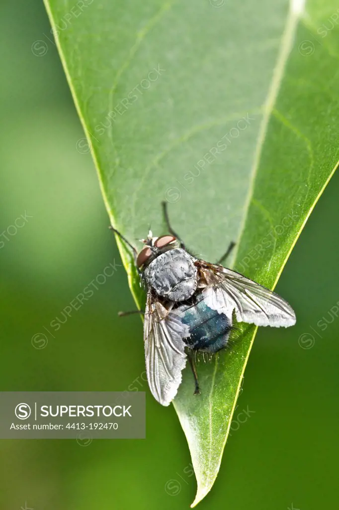 Blue-bottle fly on a leaf in spring