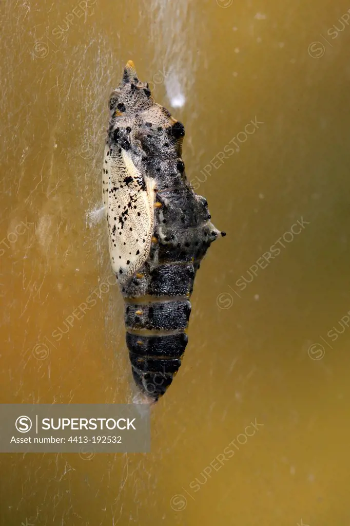 Large White emerging from its chrysalis France