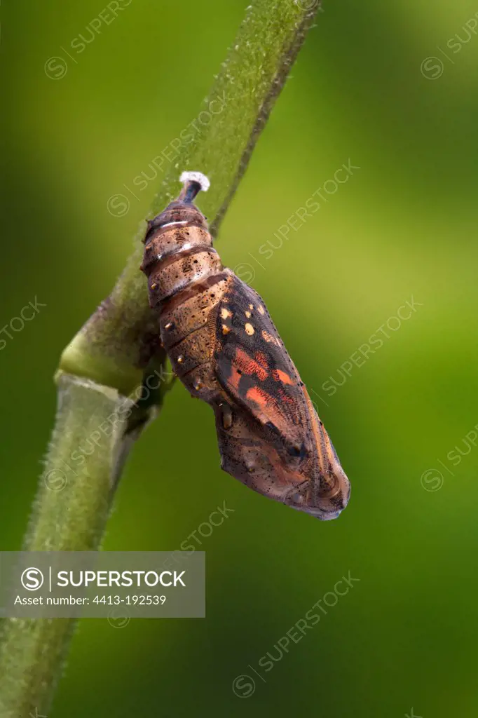 Painted Lady emerging from its chrysalis France