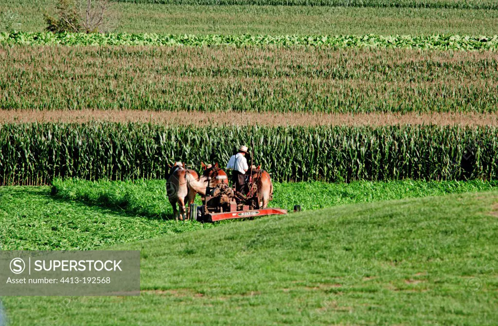 Amish farmer in Pennsylvania USA