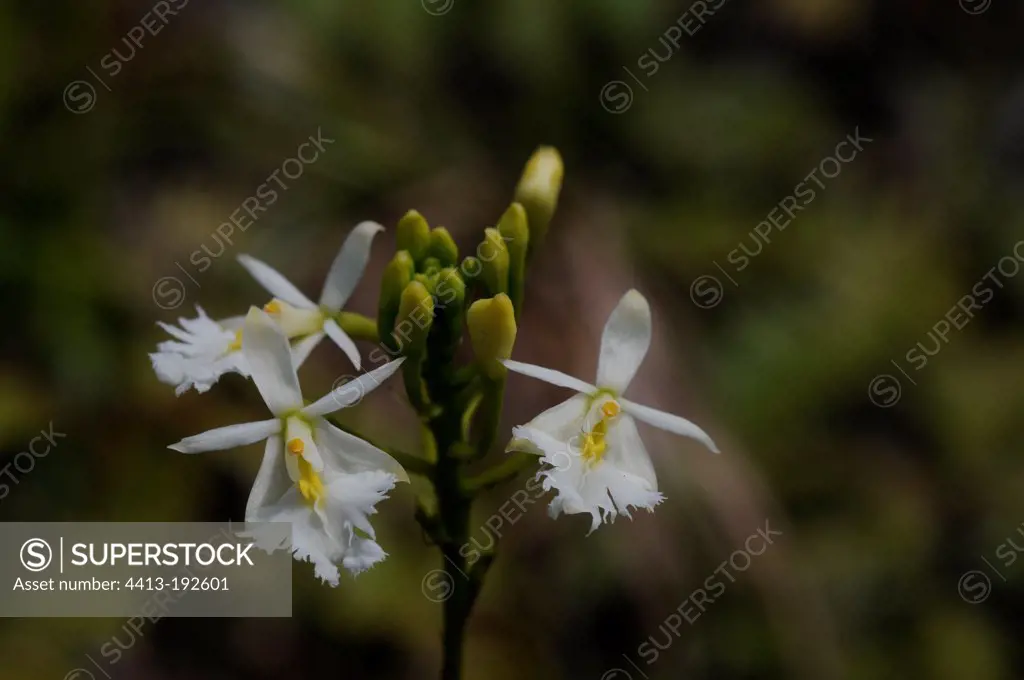 Orchid Epidendrum revertianum flowers Guadeloupe