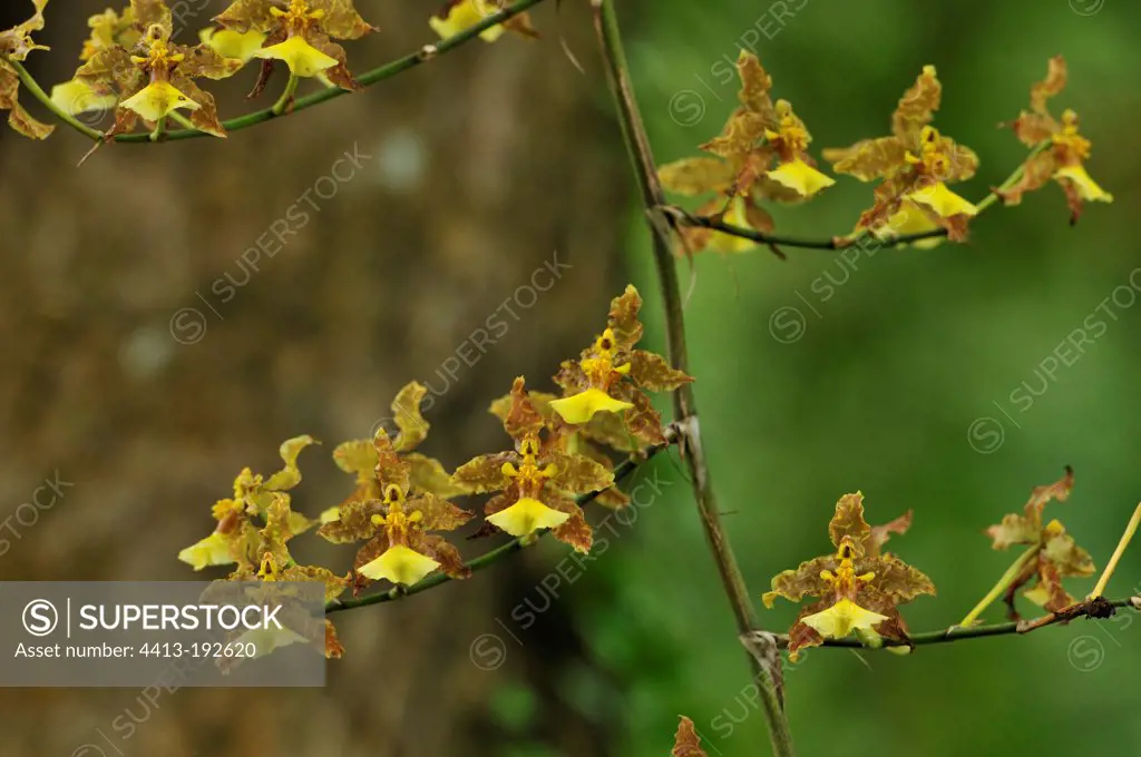 Orchid Oncidium altissimum flowers St. Vincent