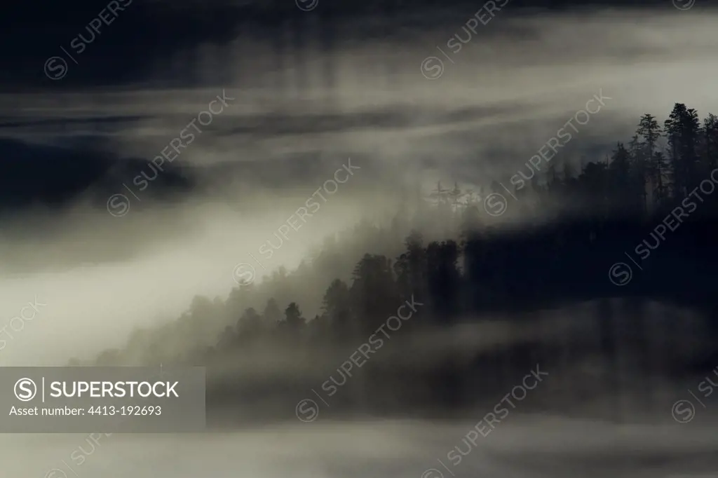 Forest in the mist Gustiberg Vosges France