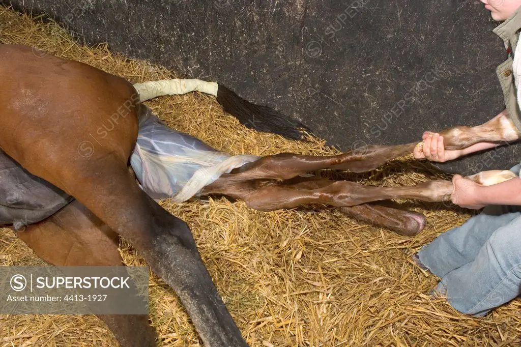 Horse breeder helping a mare English to give birth France