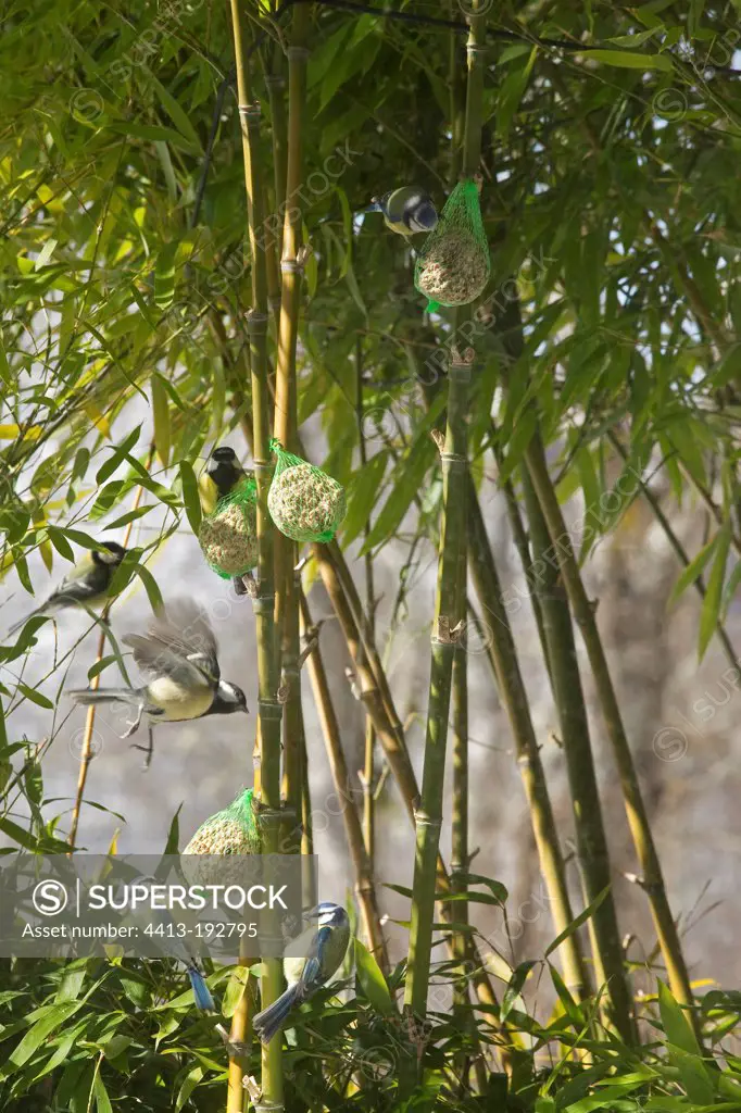 Tits on fat balls hanging from the Bamboo