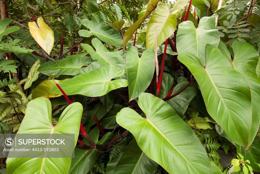 Philodendron leaves in New Caledonia
