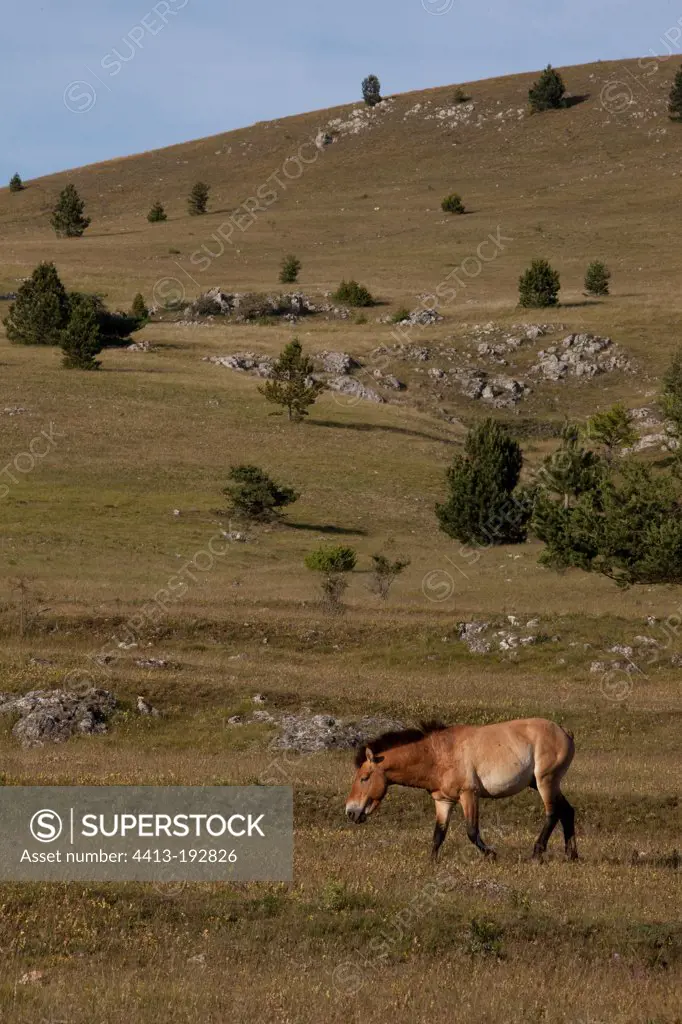 Przewalski's horse on the Causse Mejean Cevennes France