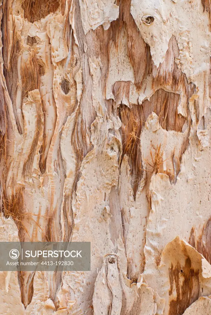 Close up of bark Niaouli in New Caledonia