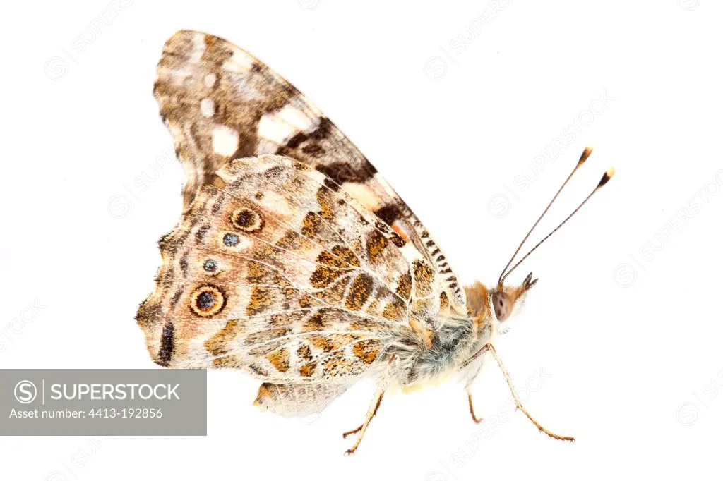 Painted Lady on white background