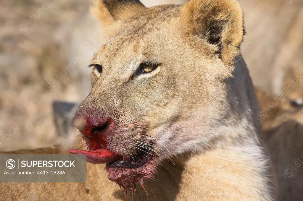 Lioness licking the chops Masaï Mara Reserve Kenya