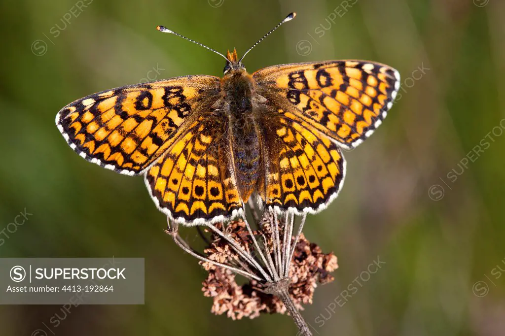 Glanville Fritillary on dry flower Provence France