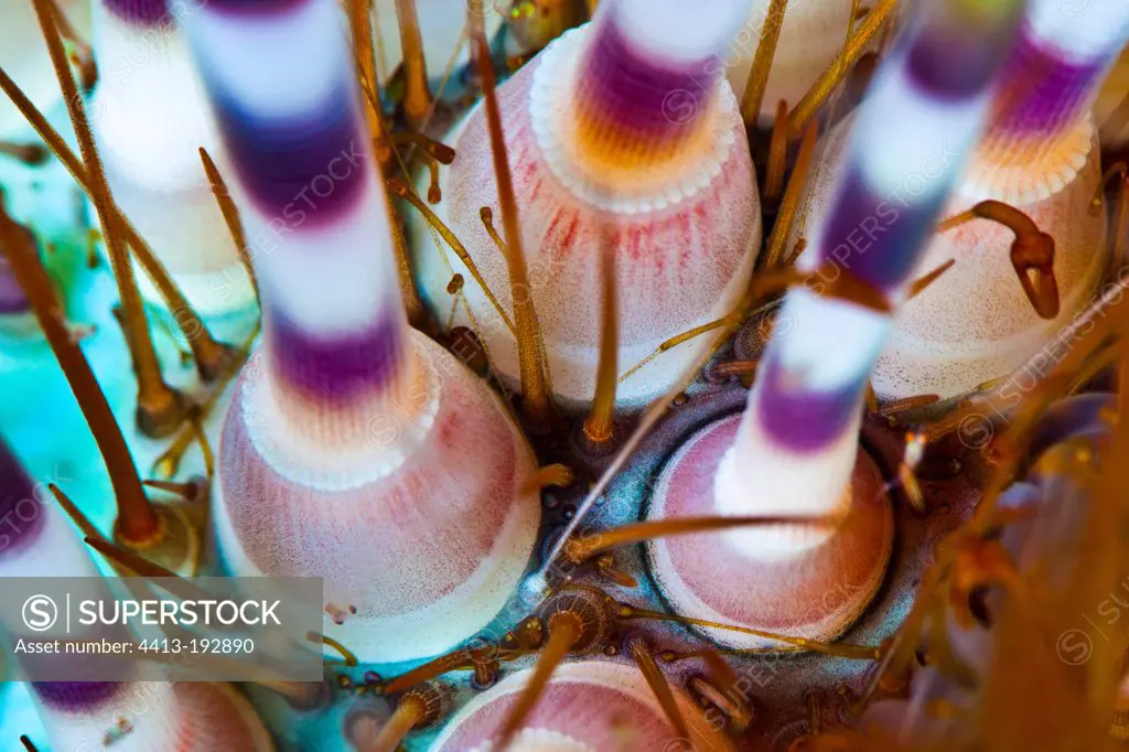 Detail of the base of a sea urchin spines Tahiti