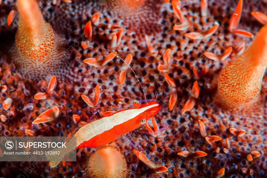 Cleaner shrimp on a Crown-of-thorns sea star
