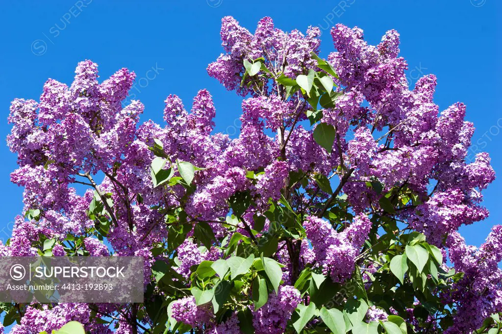 Common lilac flowers in spring Provence France