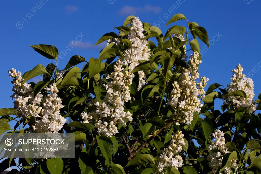 White common lilac flowers in spring Provence France