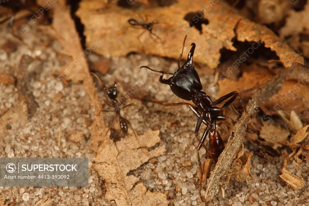 Driver ants in the Batéké Plateau NP in Gabon