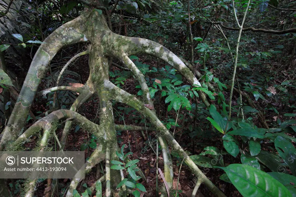 Stilt tree in the rainforest in Gabon