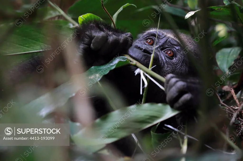 Young Lowland Gorilla eating in Gabon