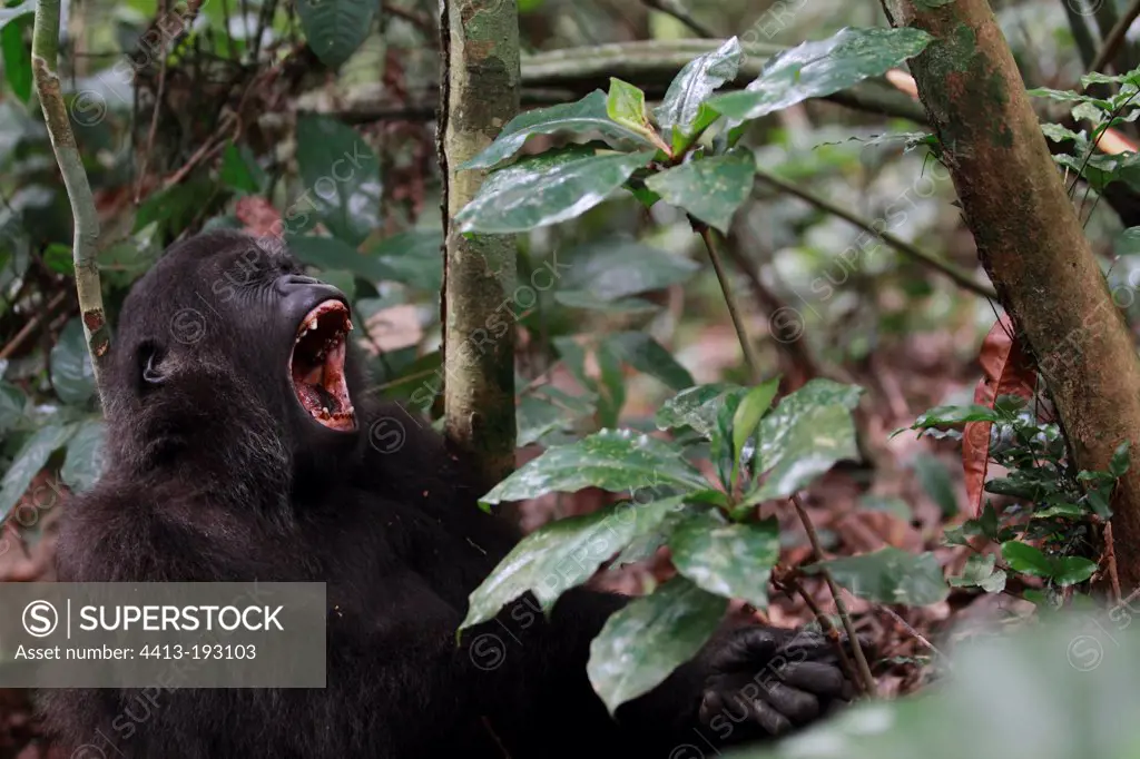 Lowland gorilla in western Batéké PlateauNP Gabon
