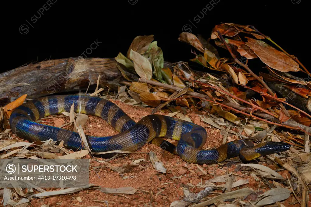 Bismarck ringed python (Bothrochilus boa). Papua-New-Guinea. captivity