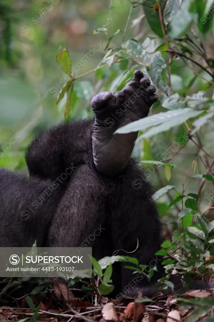 Western lowland gorilla adult female in Gabon