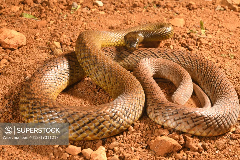 Inland Taipan (Oxyuranus microlepidotus) C. Australia. Probably the most venomous snake of the world. Captivity