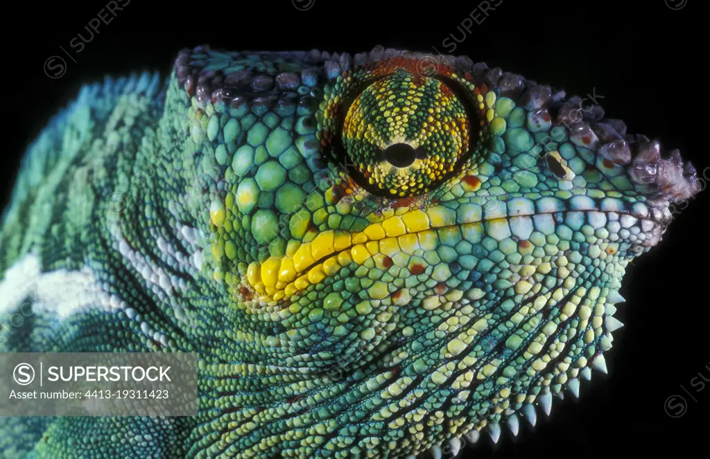 Portrait of the Panther Chameleon (Furcifer pardalis), Madagascar