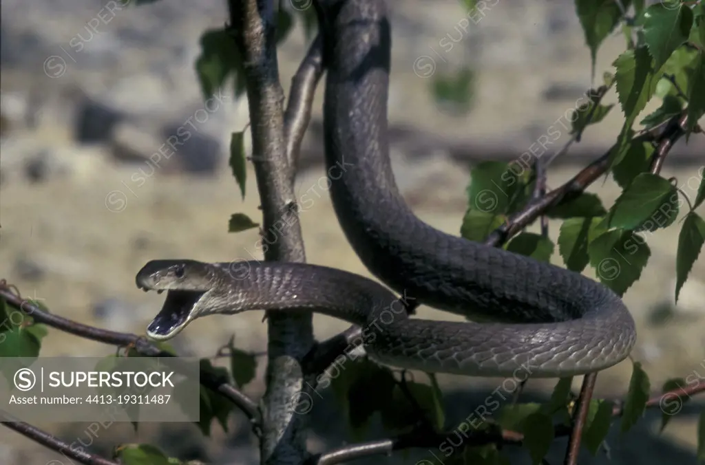 Black mamba (Dendroaspis polylepis) on a branch, Africa