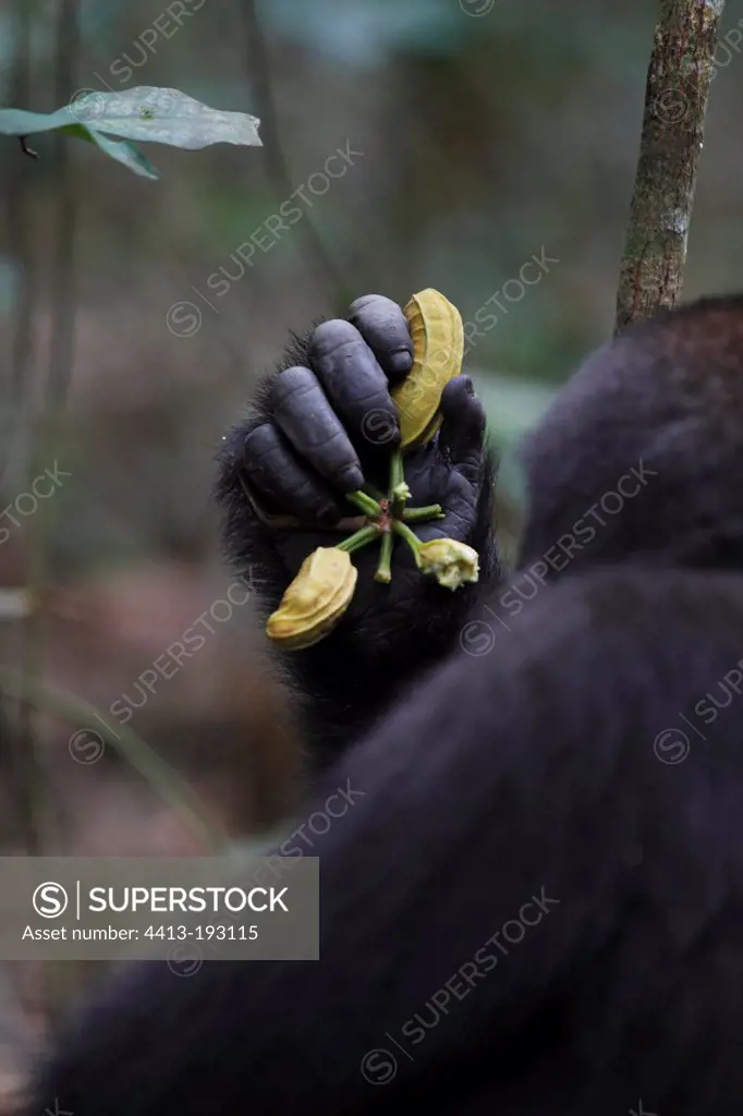 Young Western lowland gorilla in forest Gabon