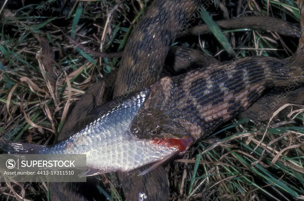Viperine Water Snake (Natrix maura) eating a fish, Europe