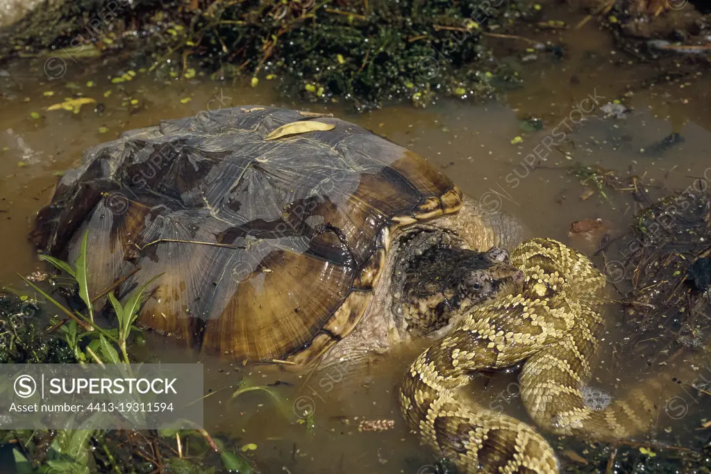 Common Snapping Turtle (Chelydra serpentina) eating a rattlesnake, North America