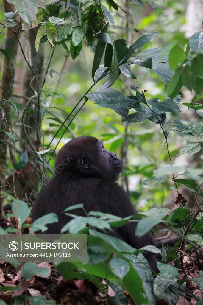 Young Western lowland gorilla sitting in forest Gabon