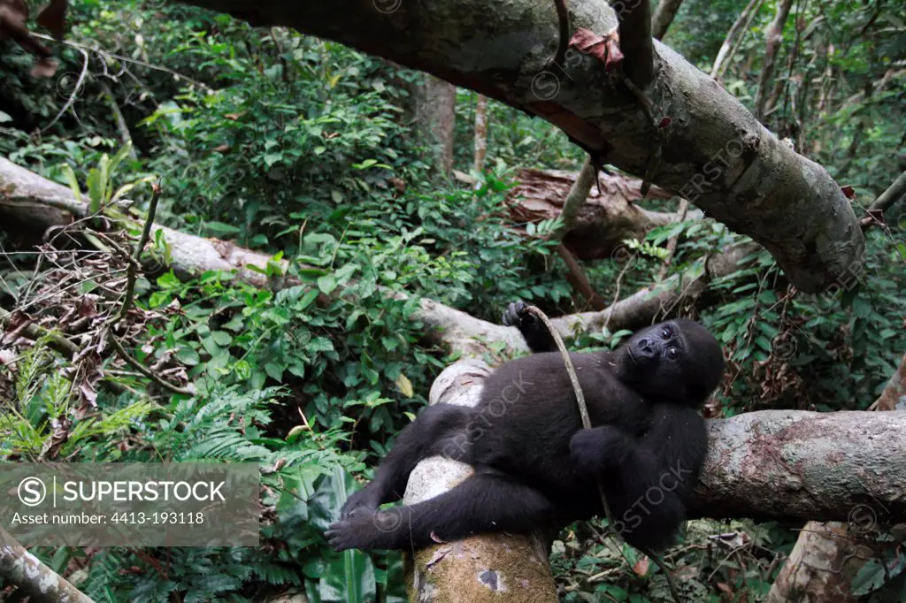 Young Western lowland gorilla in forest Gabon