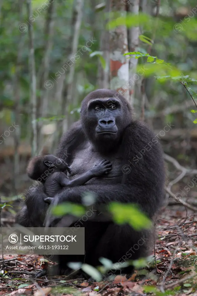 Female Western lowland gorilla and young in forest in Gabon