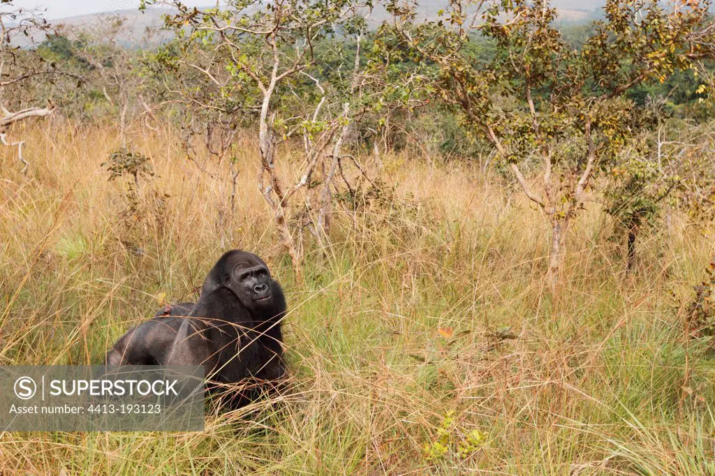 Western lowland gorilla silveback in Gabon