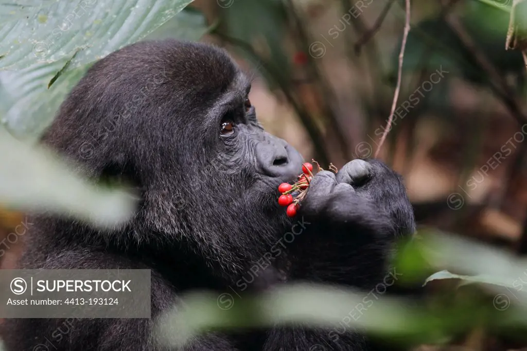 Portrait of a young Western lowland gorilla in Gabon