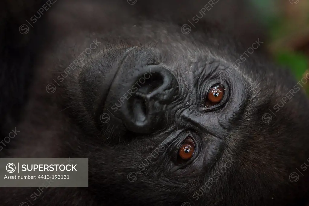 Portrait of a Young Western lowland gorilla in Gabon