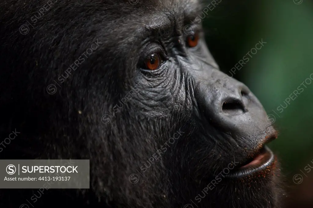 Portrait of a young Western lowland gorilla in Gabon