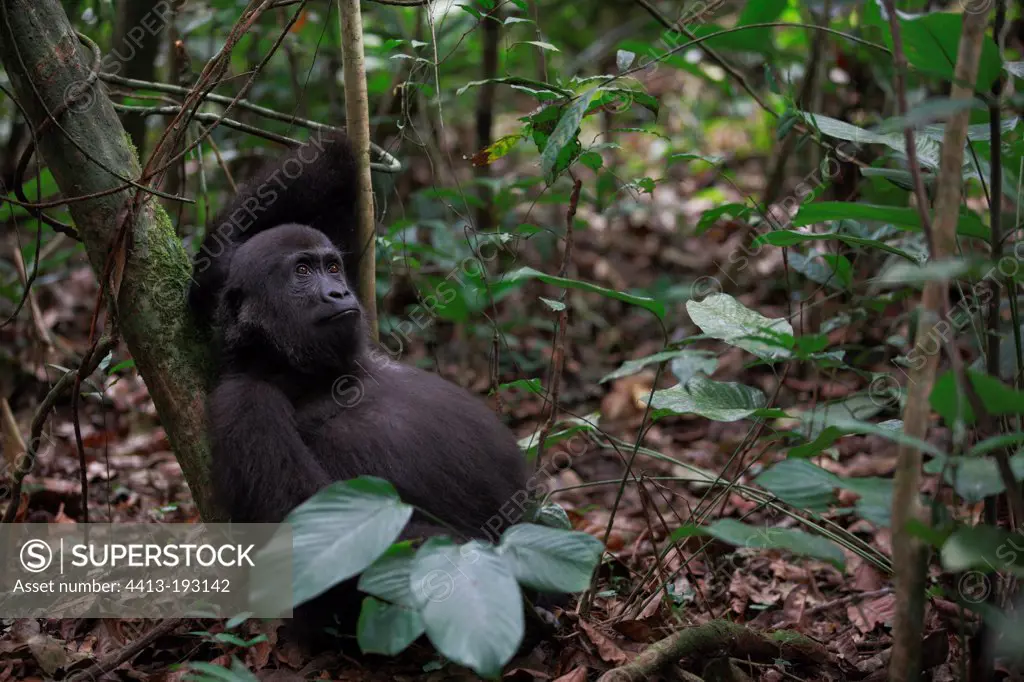 Young Western lowland gorilla in forest in Gabon