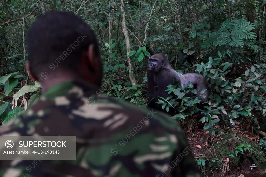 Western lowland gorilla silverback in forest in Gabon