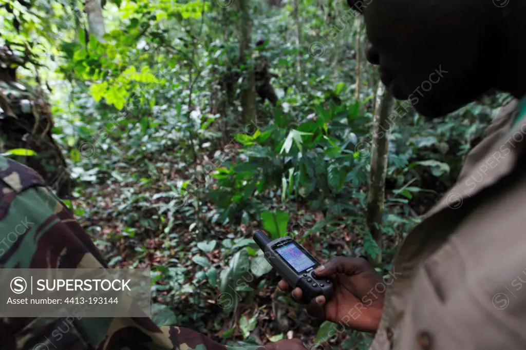 Guard locating a Western lowland gorilla in forest Gabon